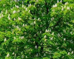 Castan - Ianuarie, Februarie