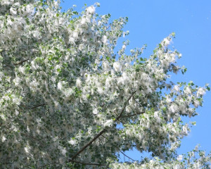 Plop - August, Septembrie