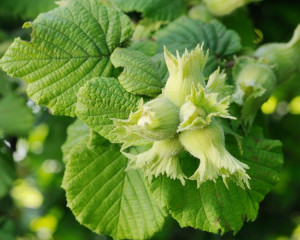 Alun - Noiembrie, Decembrie