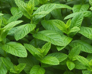 Menta