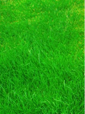 Pamant (Taur, Fecioara, Capricorn)  