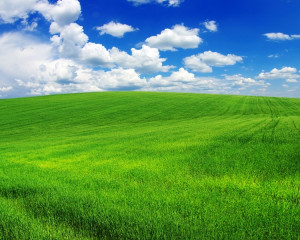 Verde crud sau mai inchis, crem, maro