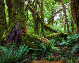 Lemnoase sau proaspete