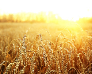 Ce semeni, aia culegi!