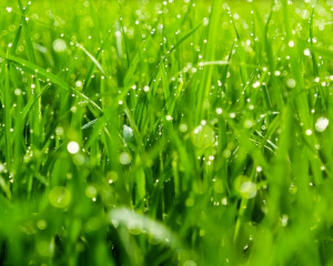 Iarba proaspat taiata