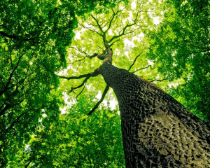 Stiintele naturii (biologie, chimie, fizica)