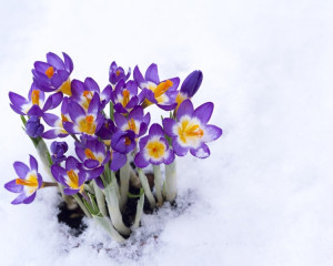 Februarie sau martie