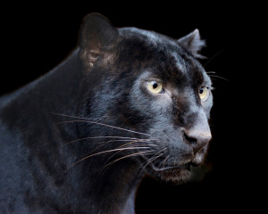Pantera
