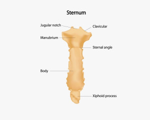 Sternul 