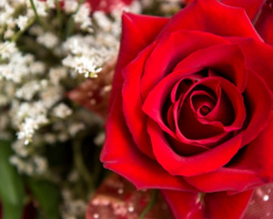 Trandafir pasional