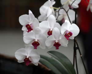 Orhidee exotica