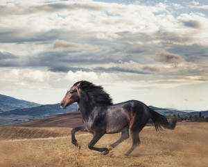 Nu mor caii cand vor cainii.