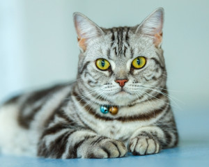 Pisica cu clopotei nu prinde soareci. 