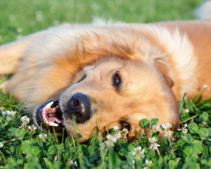 Cainele care latra nu musca. 