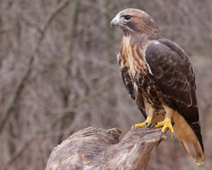 Decat un an cotofana, mai bine soiman o vara! 