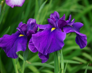 Iris (februarie)