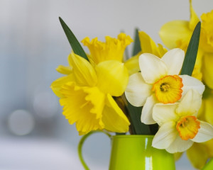 Narcisa sau ghiocel galben (martie)