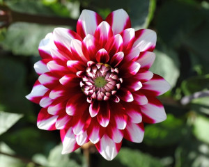 Dalia (septembrie)