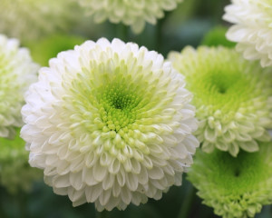 Crizantema (noiembrie)