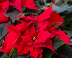 Poinsettia (decembrie)
