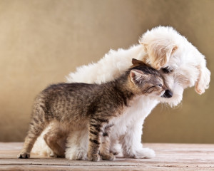 Un catel sau o pisica