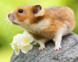 Un hamster