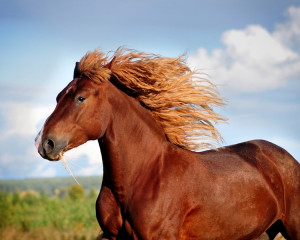 Libertatea calului salbatic