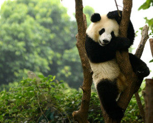 Inocenta ursului panda