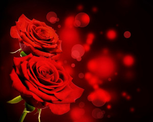 Trandafir pentru iubire adevarata. 