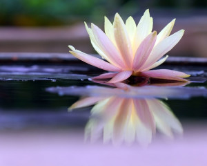 Lotus pentru intelepciune. 