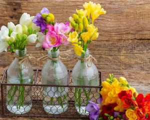 Frezie pentru tinerete vesnica. 