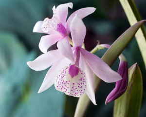 Orhidee pentru frumusete nemuritoare. 