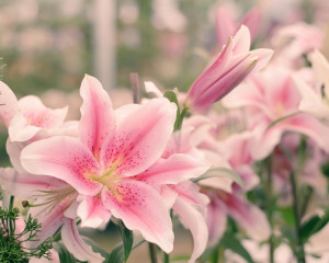 Crin pentru nobletea sufletului. 