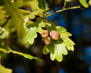 Frunze de stejar pentru putere. 