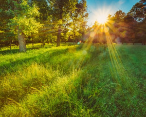 In mijlocul naturii. 