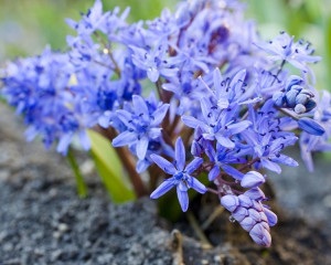 Primele zile ale primaverii, cand apar florile. 