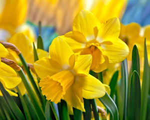 Martie - Narcisa galbena