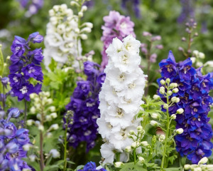 Iulie - Delphinium