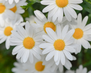 Septembrie - Margareta