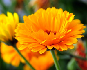 Octombrie - Galbenele