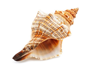 Pe cea care arata viitorul. 