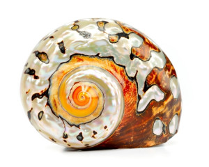 Pe cea care dezvaluie secrete. 