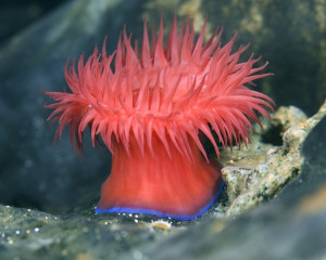 Anemona (2, 10, 18 sau 26 ale lunii)