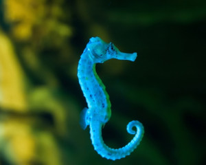 Calut de mare (3, 11, 19, 27 ale lunii)