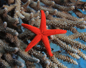 Stea de mare (5, 13, 21, 29 ale lunii)