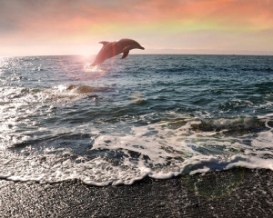 Delfin (7, 15, 23, 31 ale lunii)