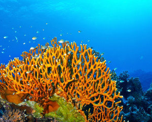 Coral (8, 16, 24 ale lunii)