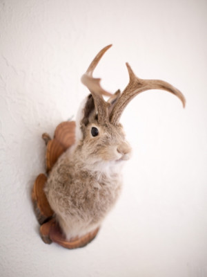 Iepurele cu coarne (Artiodactyla Lagomorpha)