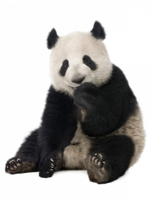 Ursul panda