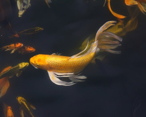 Koi, pestele purtator de fidelitate